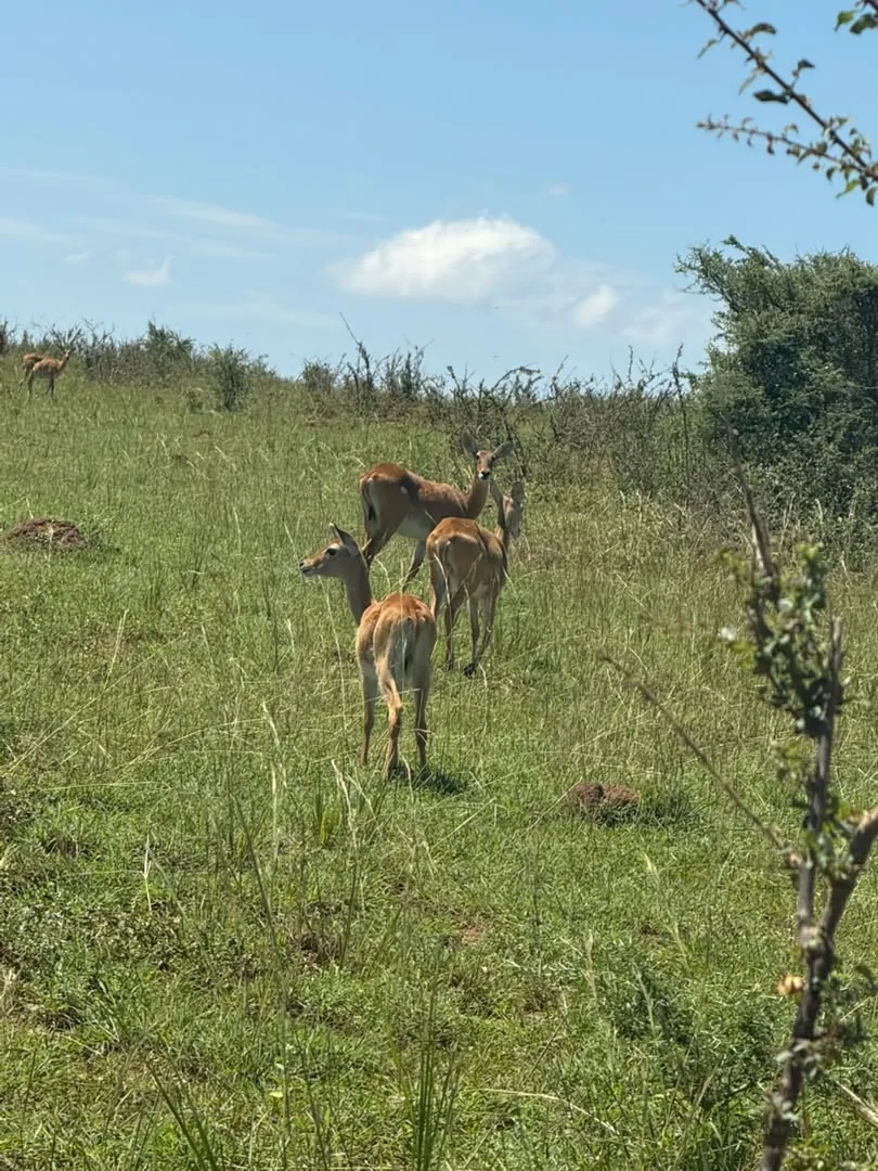 A quiet moment in the savannah