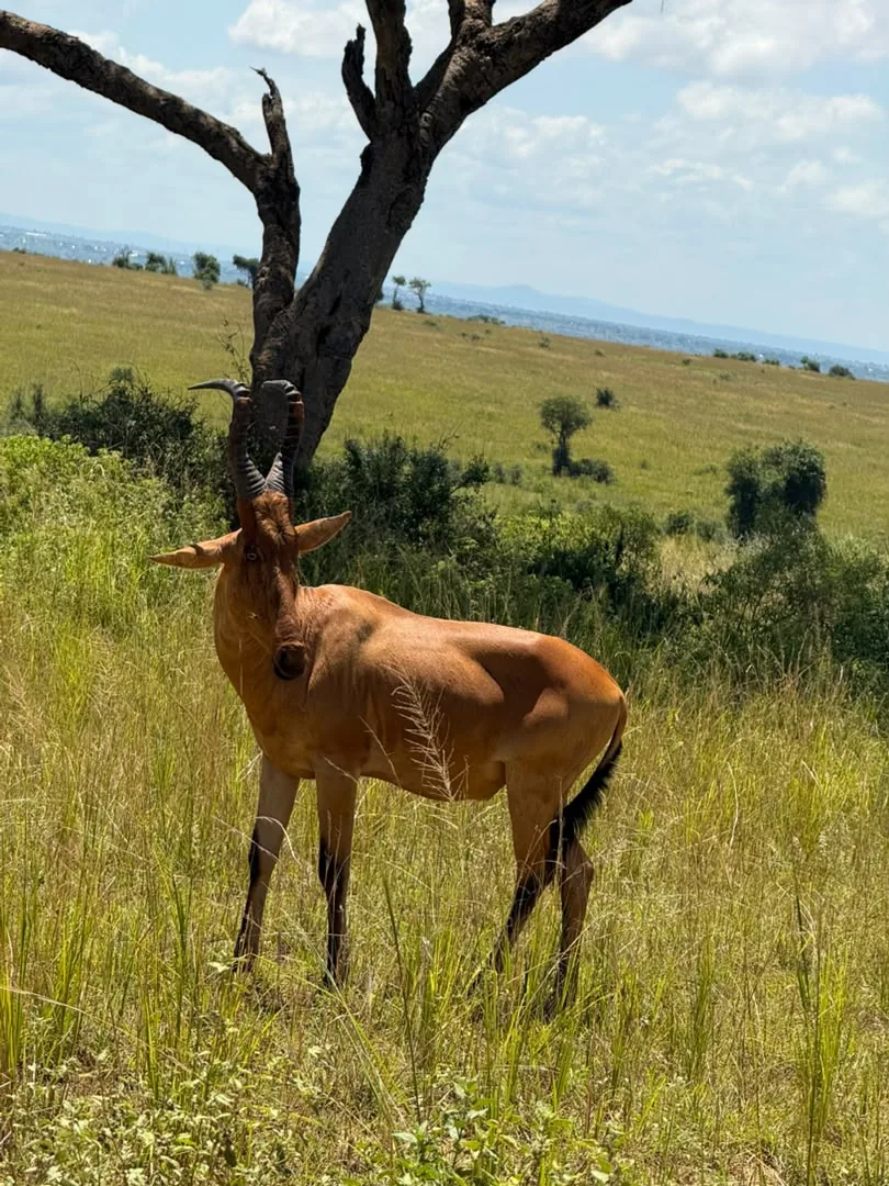 Antelope in the open grass