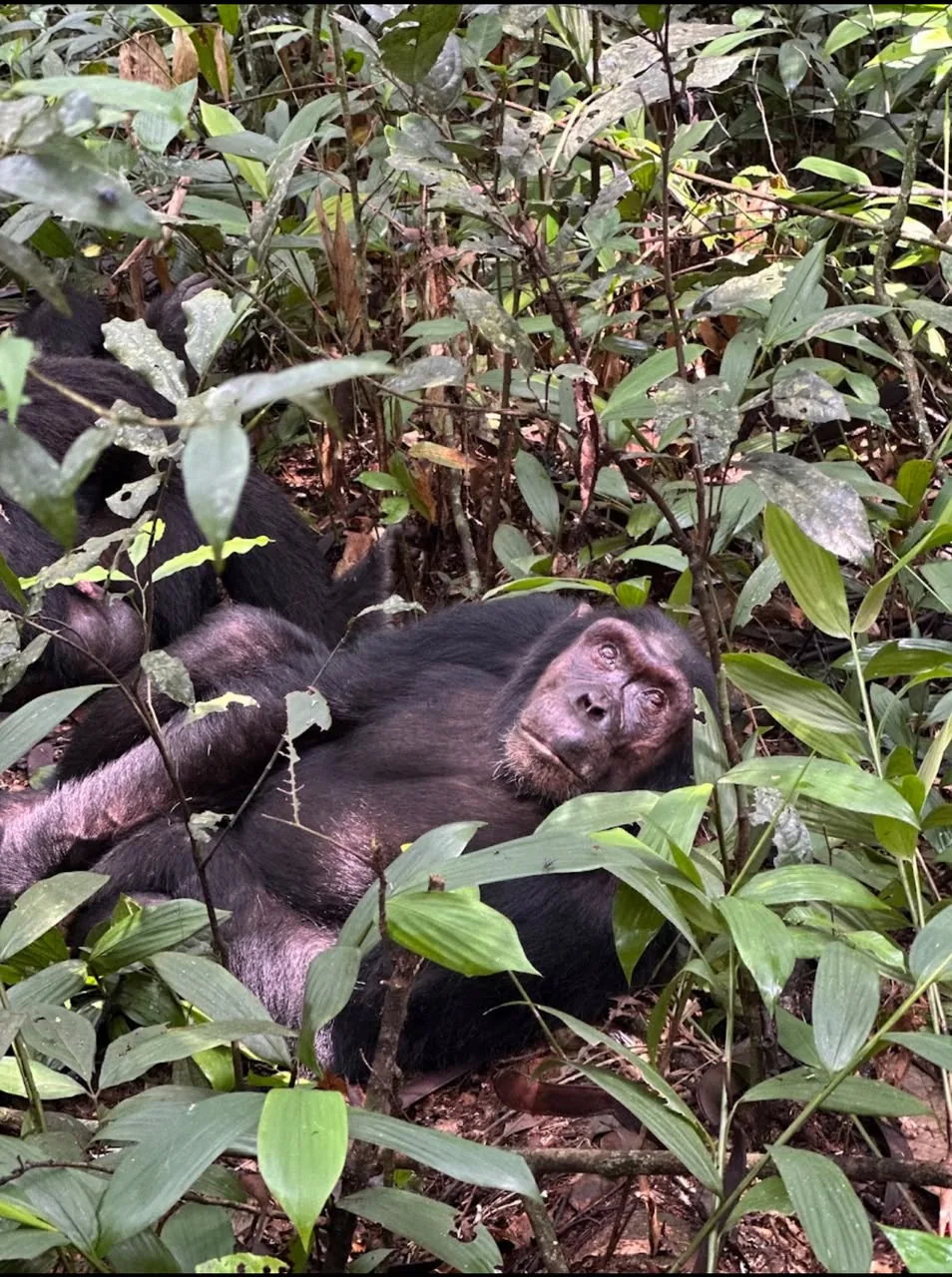 Primate trekking