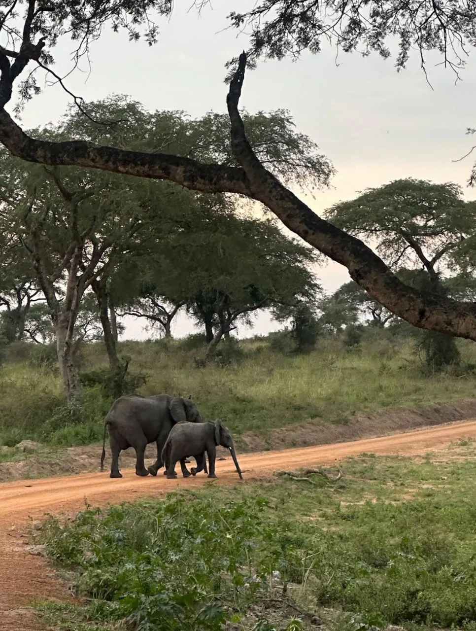 An elephant and young elephant walking together through the savannah