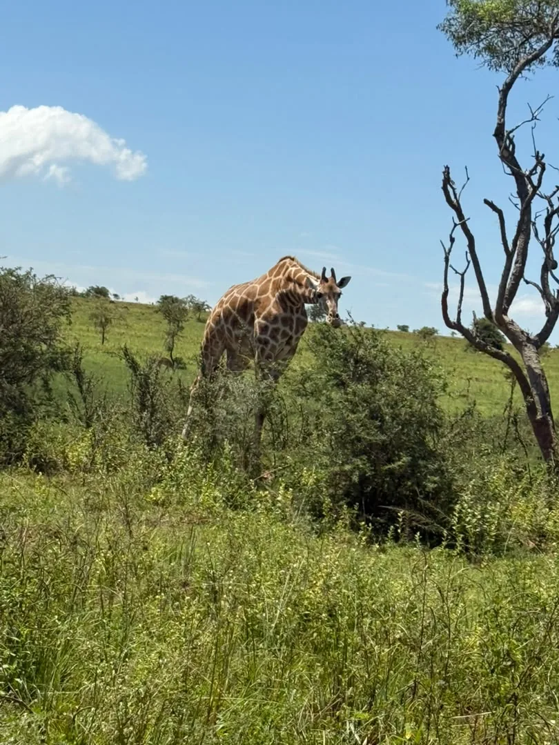 Giraffe standing in savannah grass