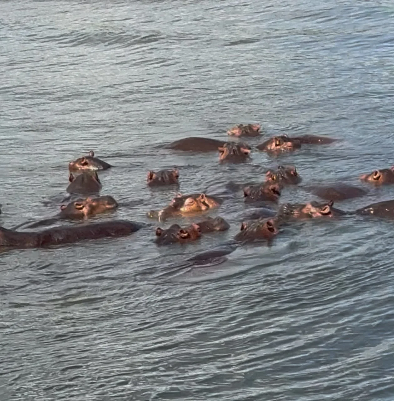 Hippopotamuses gathered in a river