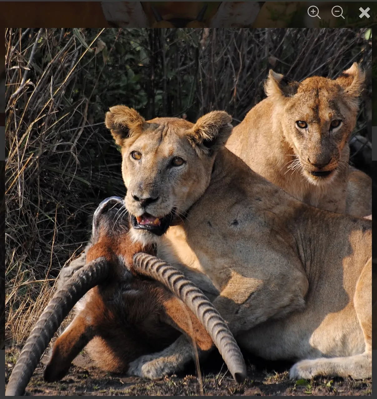 Two lions seen on a wildlife safari
