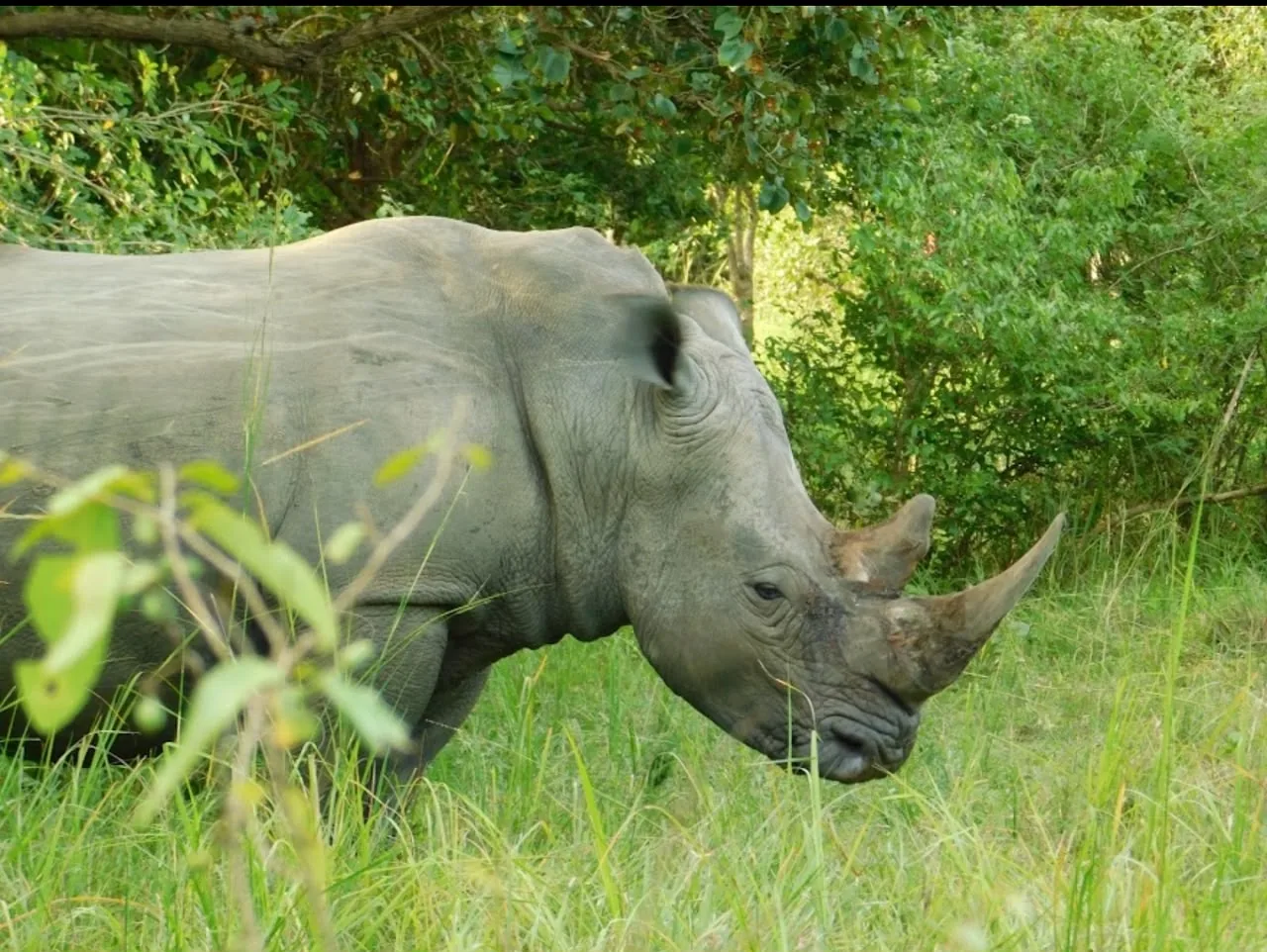 Rhinoceros among the greenery